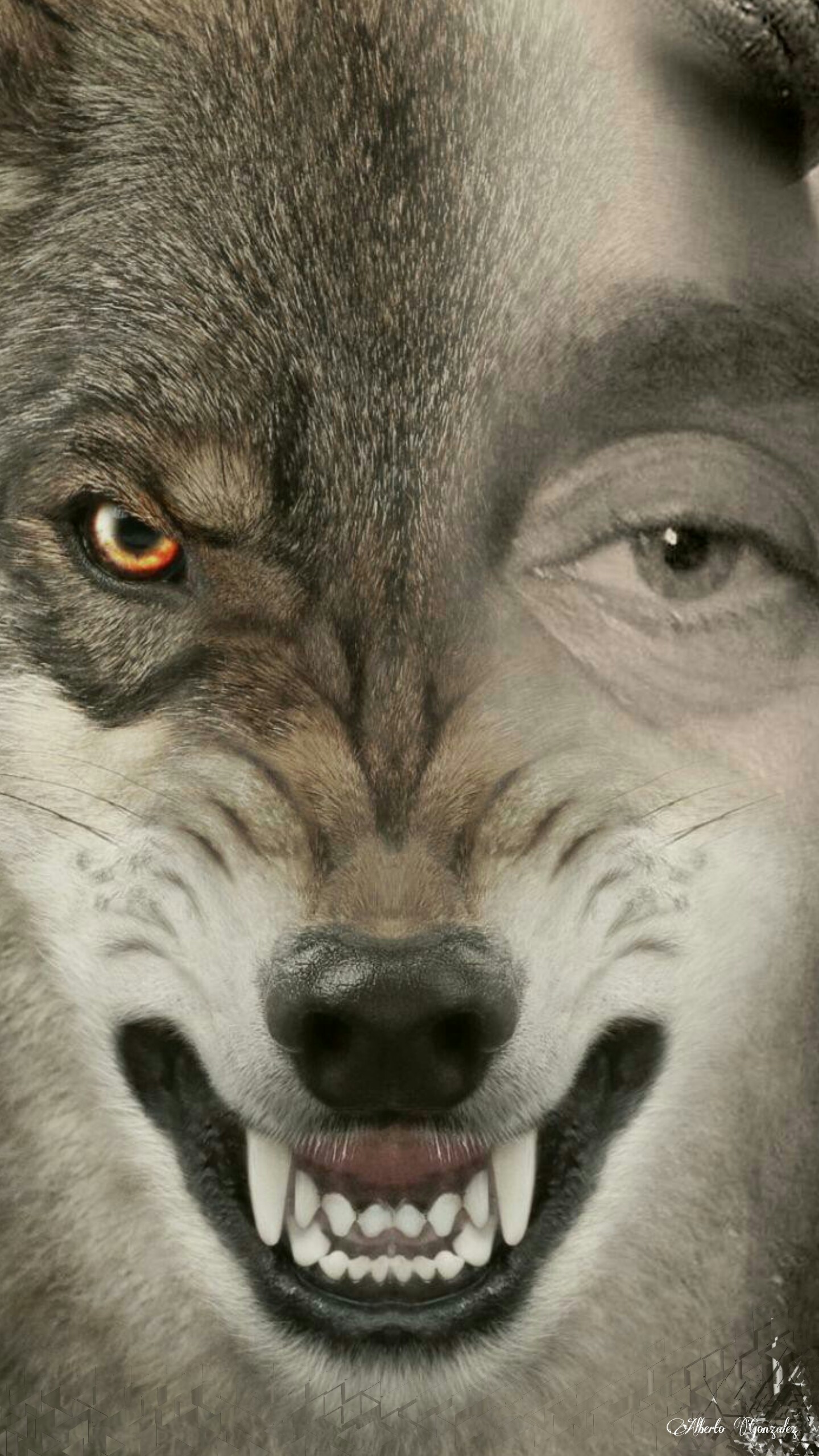Адам волк