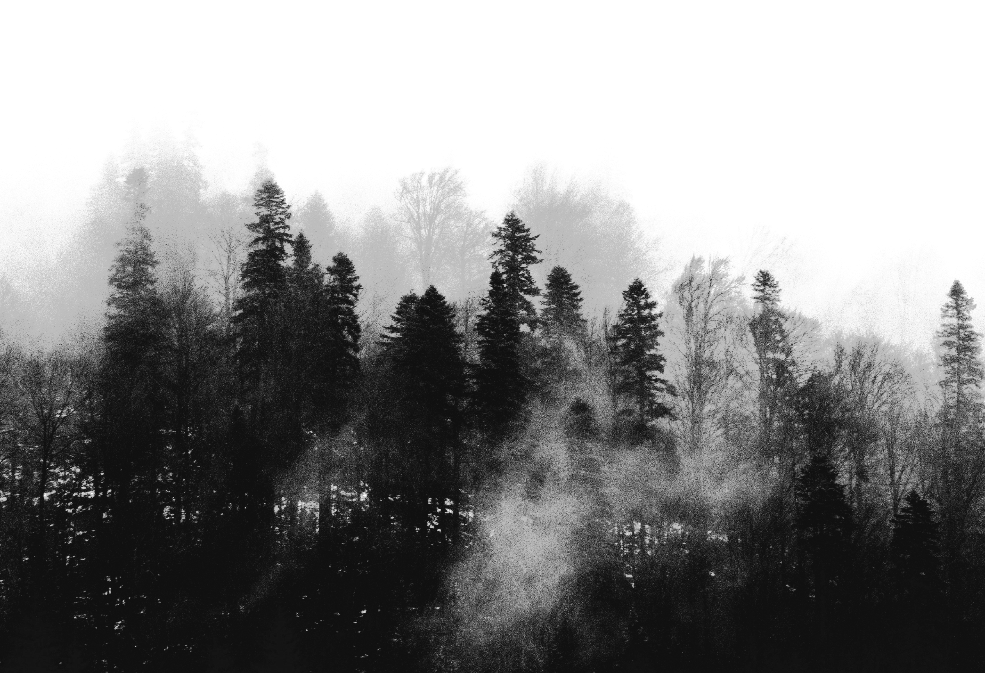 🏞 forest fog background landscape nature pinetree tra...