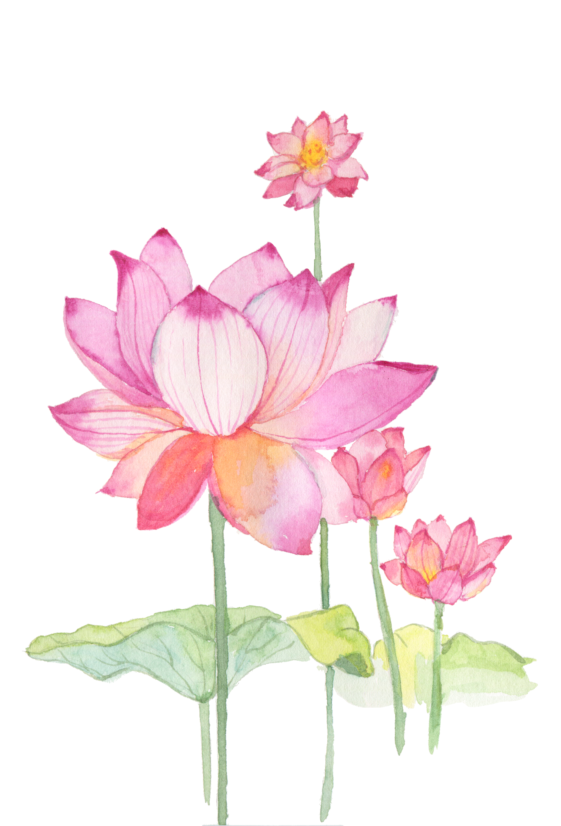 flower lotus chinese - Sticker by iris1097