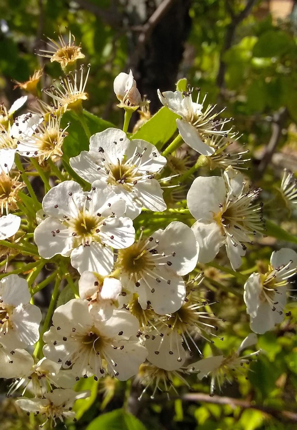 pear flower,flowerfellfrisk peartree #blossoms #flowersfollower #flowerpower #freetoedit