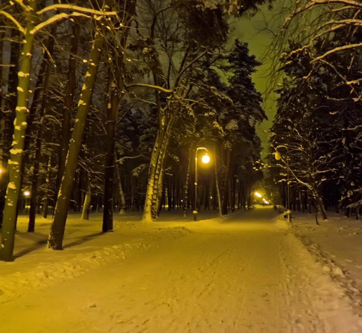 Парк зимой ночью