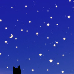 stars night cats freetoedit