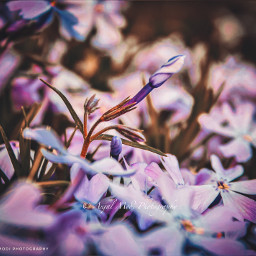 kingcollection photo photography flower canonphotography lovenature loveforflowers nature_perfection natureshots naturephotographer instagrampics instapicture instalike instadaily instapic moodygrams moodyedits flowerphotography photooftheday photographylovers naturelover tv_flowers lightroom ig_naturelovers