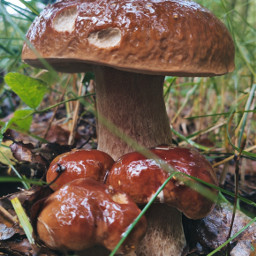 forest mushrooms freetoedit