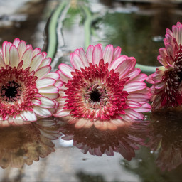 flower flowers puddle reflection myphoto mypic freetoedit