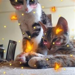 gato lucesamarillas cat kitten pet freetoedit srctinyyellowlights tinyyellowlights