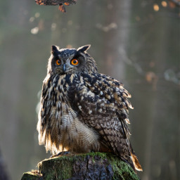 owl eule deepforest freetoeditremix animalslovers wenkeart freetoedit