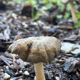 mushroomhouse mushroom fairygarden champignon fungus garden shroom outdoors mushroomaesthetic nature brown brownaesthetic forrest woods freetoedit