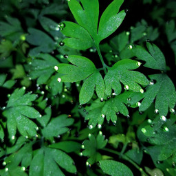 dew nightphoto greenplant pearls originaledit freetoedit pcspringinmyhometown springinmyhometown