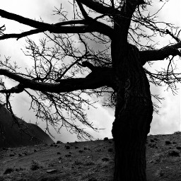tree dark mountain freetoedit