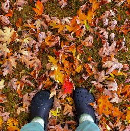 freetoedit fall fallseason leaves deadleaves fallingleaves orange yellow red crocs4life crocs sweats