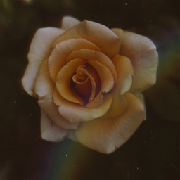 nature photography edit flower rose rainbow freetoedit
