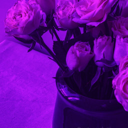 simple simpleedit cute pretty flowers roses aesthetic purple purpleaesthetic floweraesthetic freetoedit