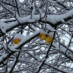 freetoedit snow tree apple ukraine