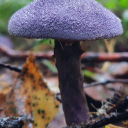 mushroom cortinarius freetoedit