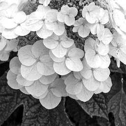 freetoedit blackandwhite hydrangea flowers floral garden nature pretty petals outside flowergirl photography pcblackandwhite