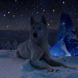 freetoedit husky wolf winter snow snowflakes frozen stars