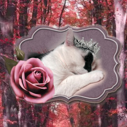 cat love sweet cute catlover purple pink inlove pet freetoedit