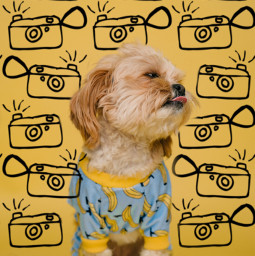 dog pets cute funny yellow camera freetoedit srcdoodlecameras doodlecameras