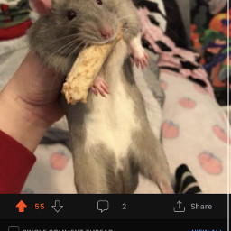 rats rat reddit cursedcomment yummyrat