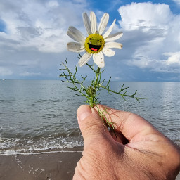 happy daisy love beach sea outandabout summer summersmile freetoedit