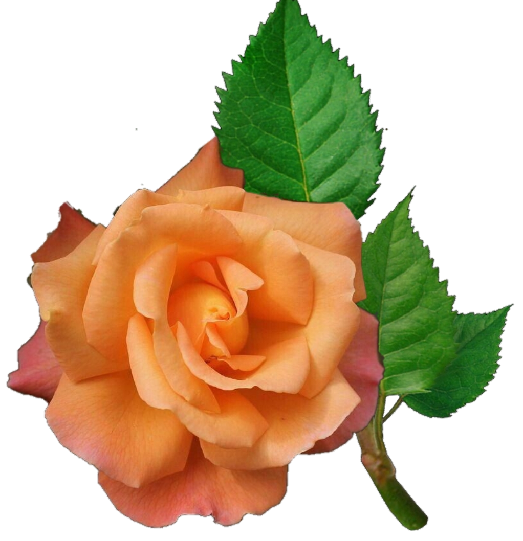 rose freetoedit #rose sticker by @soso2601