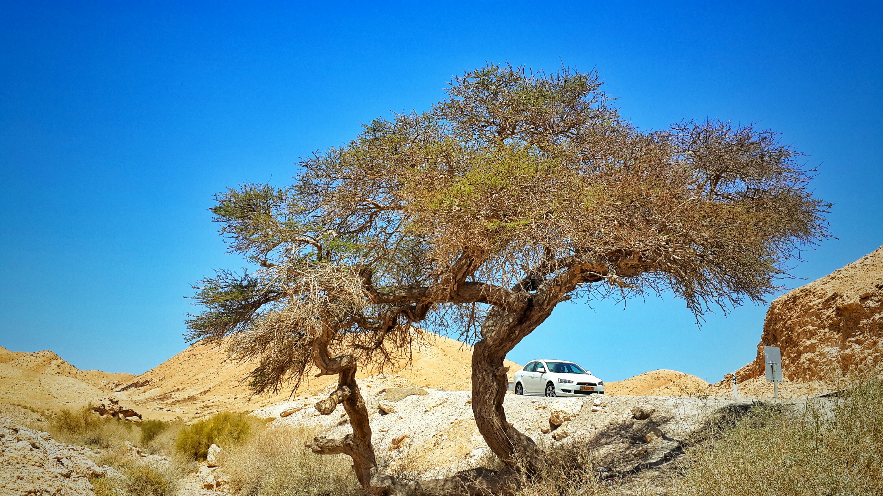 Тутовые деревья Израиль