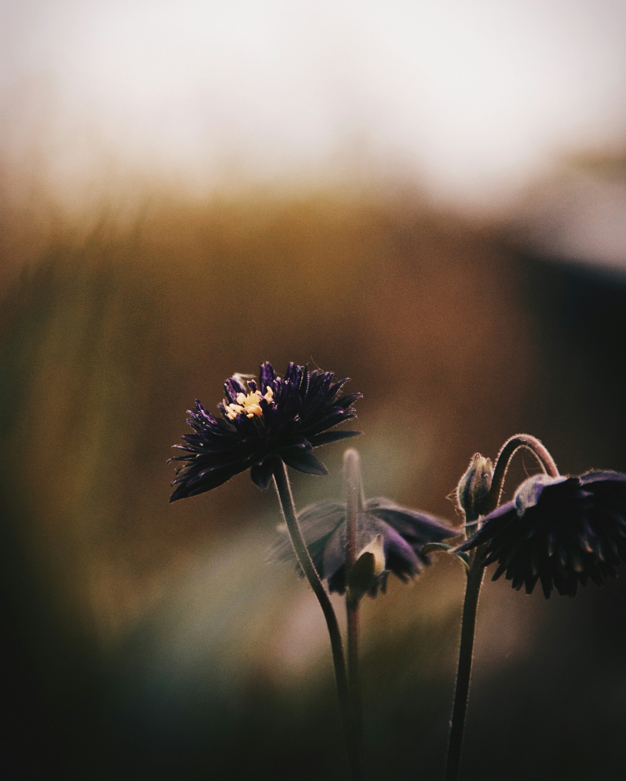 freetoedit faded gold flower magical