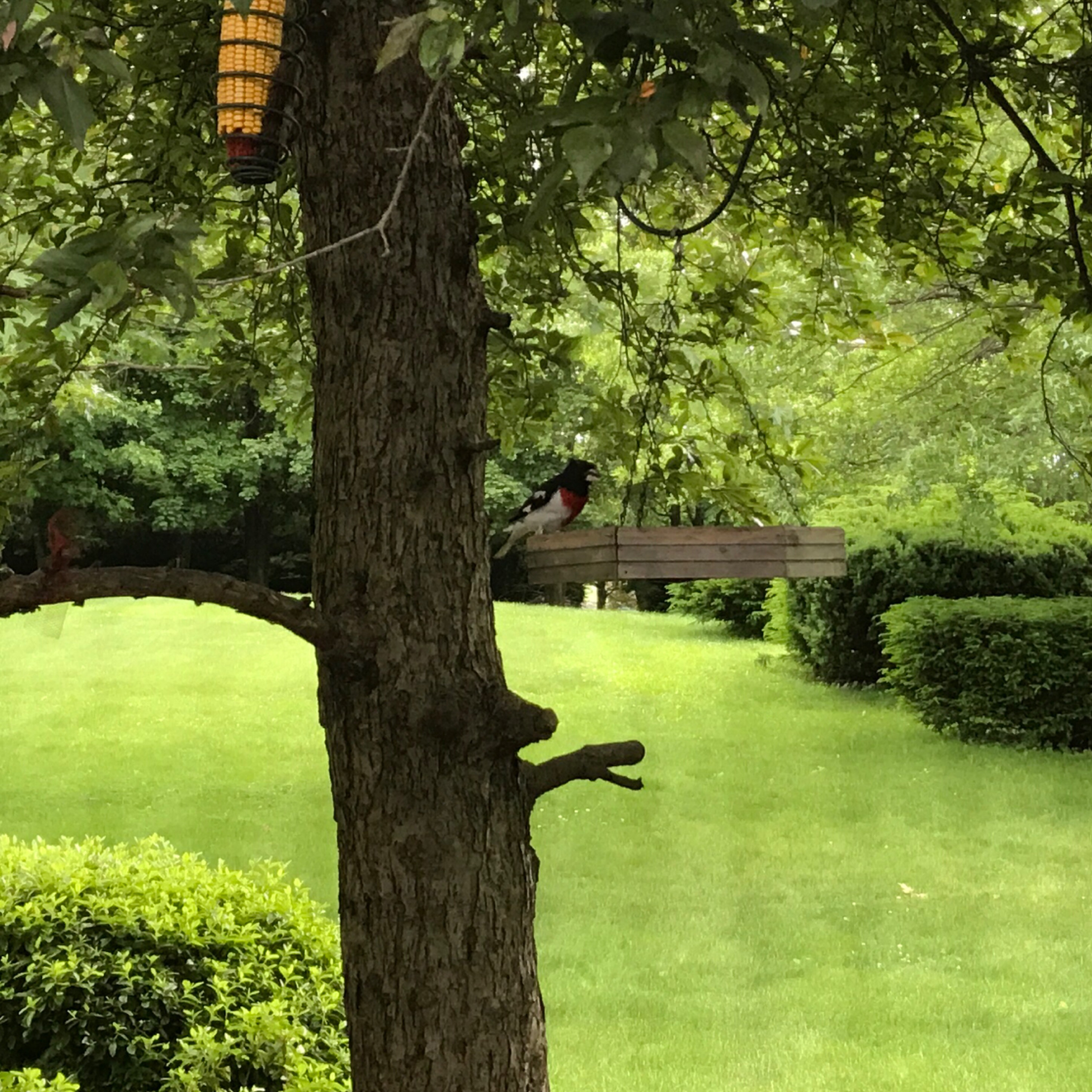 Rose Btradted Grossbeak outsid my window. 