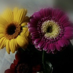 blooms flower photography naturephotography closeupphotography