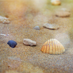 sea seashell beach freetoedit