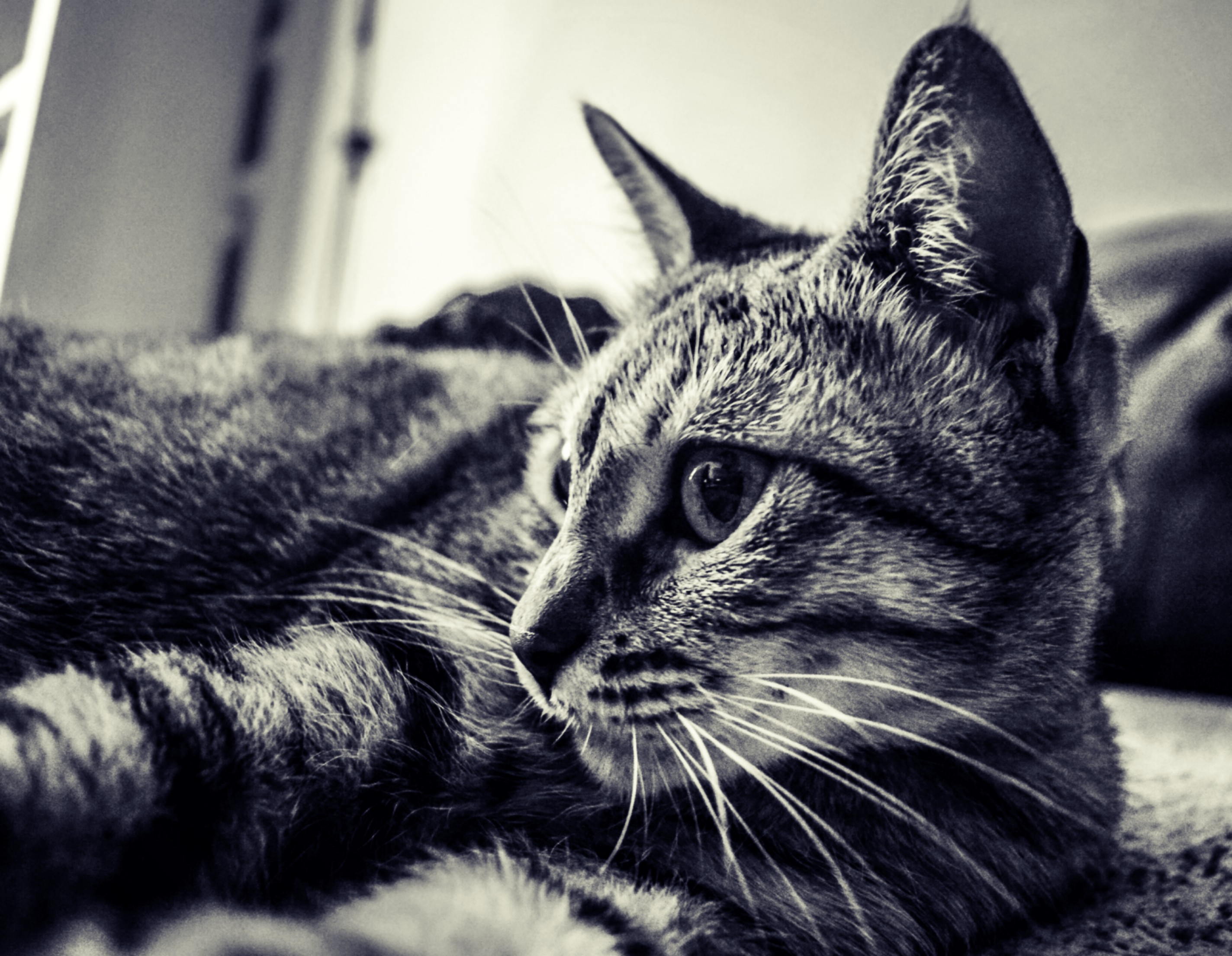 blackandwhite petsandanimals cat photography image by @1428