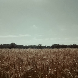 freetoedit gettysburg wheatfield beautiful nature