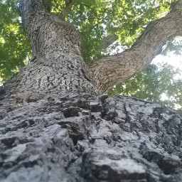 freetoedit tree nofilter perspective gettysburg