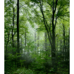 freetoedit trees nature landscape light