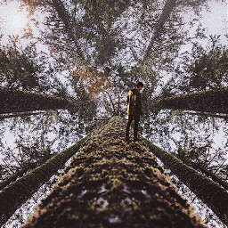 edited freetoedit forest edit