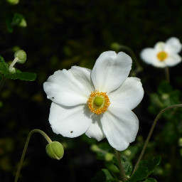 freetoedit flower photography camera white
