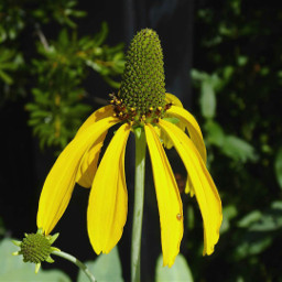 freetoedit flower yellowflower yellow photography