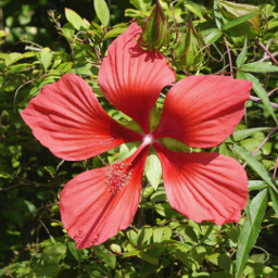 freetoedit flower redpink photography camera
