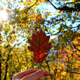 interesting italy autumn leaf love