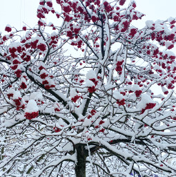 freetoedit snow tree ukraine