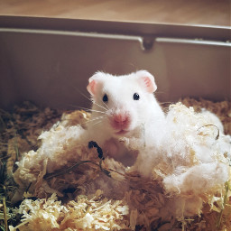 freetoedit hamster monty