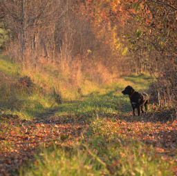 autumncolors autum mydog
