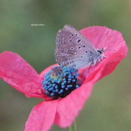 flower flowerphotography insect naturephotography macro freetoedit