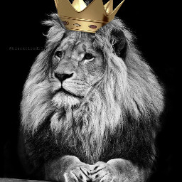 madewithpicsart madebyme lion king crown golden animals blackandwhite
