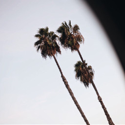 beach california palmtrees shoot1st