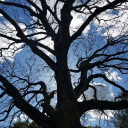original photography silhouette tree sky freetoedit