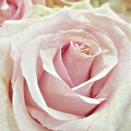 flowerphotography rose pink freetoedit