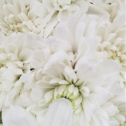 freetoedit flower white