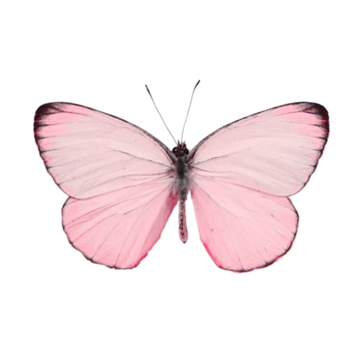 Бабочки розовые распечатать. Розовые бабочки. Бабочки розового цвета. Розовые бабочки на прозрачном фоне. Розовые бабочки на белом фоне.
